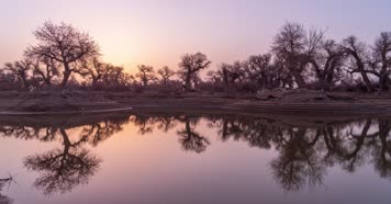 内蒙古怪树林景区日出日落