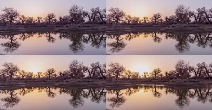 内蒙古怪树林景区日出日落