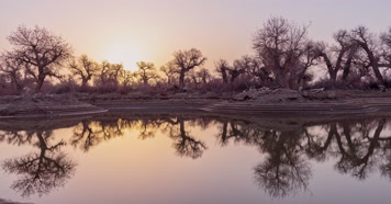 内蒙古怪树林景区日出日落