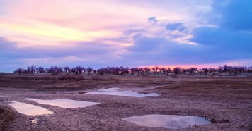 内蒙古怪树林景区日出日落