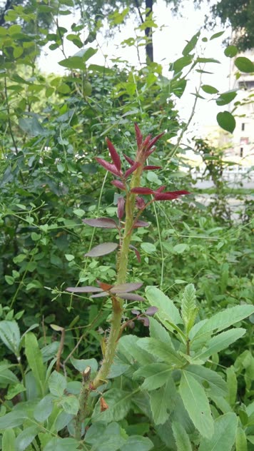 【原创】盛夏白天微风吹过树叶