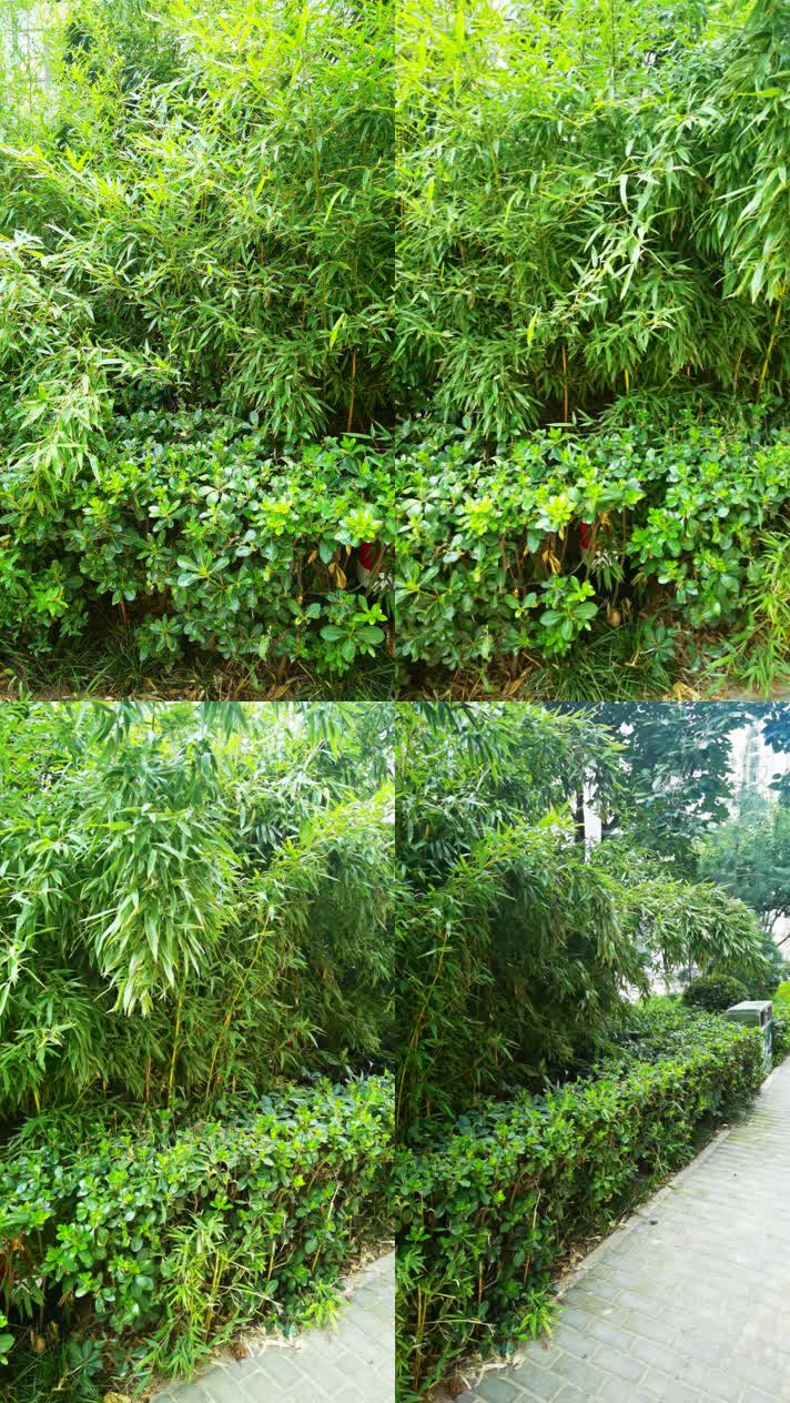 【原创】微风拂过竹林依依春天夏天盛夏