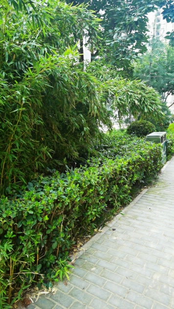 【原创】微风拂过竹林依依春天夏天盛夏