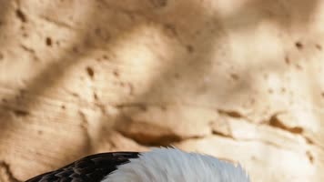 【4K】白头鹰 【4K】白头鹰