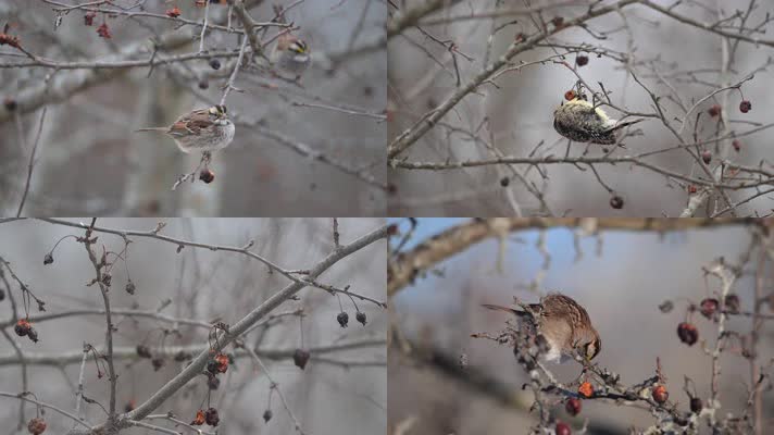 冬季麻雀树枝上啄食果实