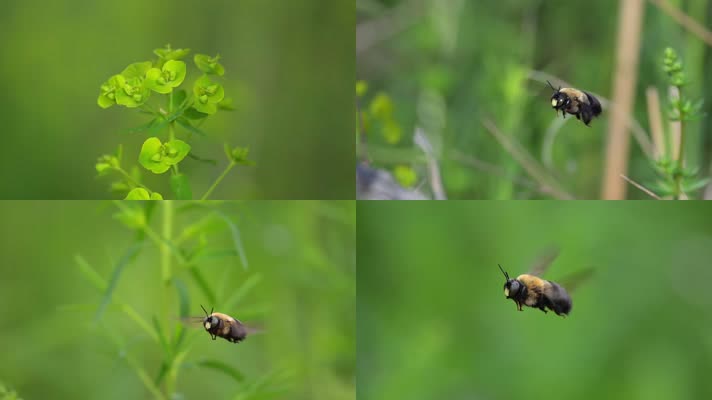 微距拍摄蜜蜂熊蜂悬停飞舞