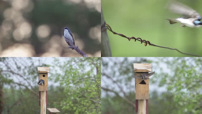 小鸟飞翔收集羽毛筑巢慢镜头
