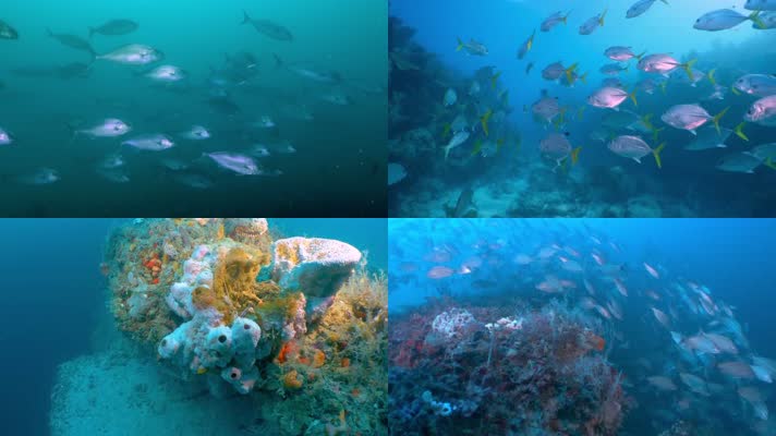 水下拍摄各类海洋生物