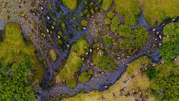 【4K】非洲动物世界