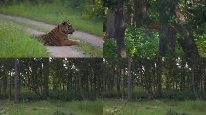 野生老虎森林中觅食
