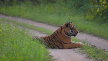 野生老虎森林中觅食
