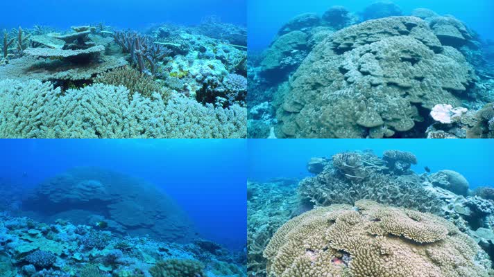 海洋生物鱼群珊瑚合集