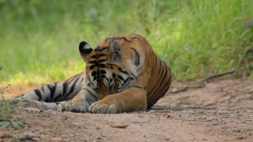 野生老虎保护区森林中散步