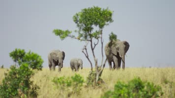 【4K】非洲野象