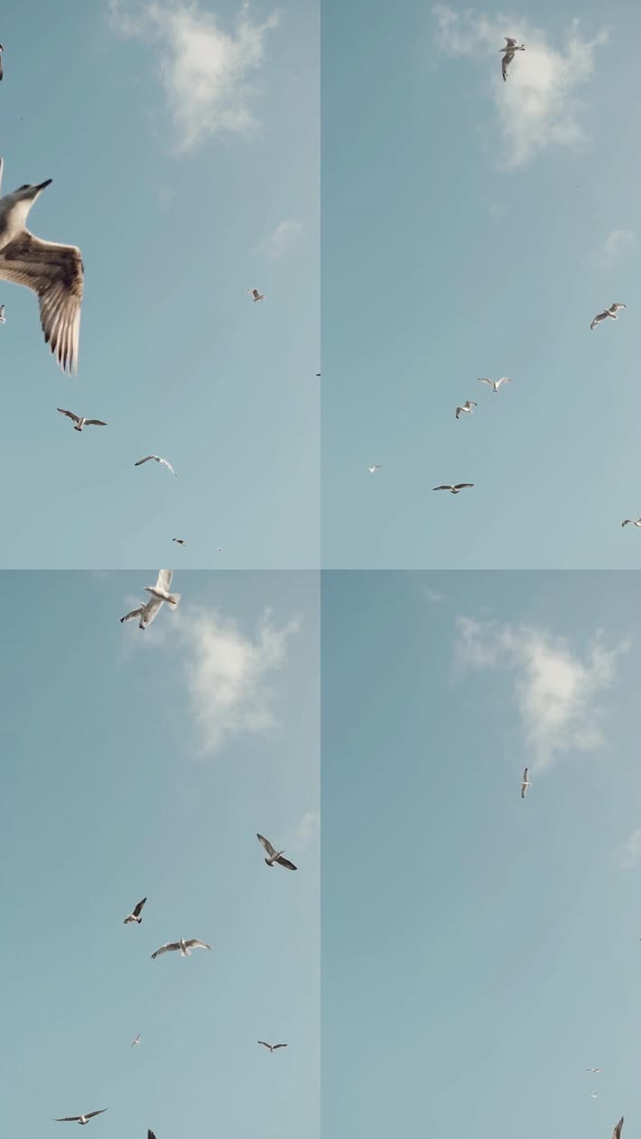 空中翱翔的海鸥