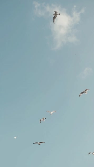 空中翱翔的海鸥