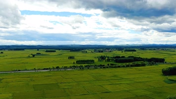 4K延时天空稻田
