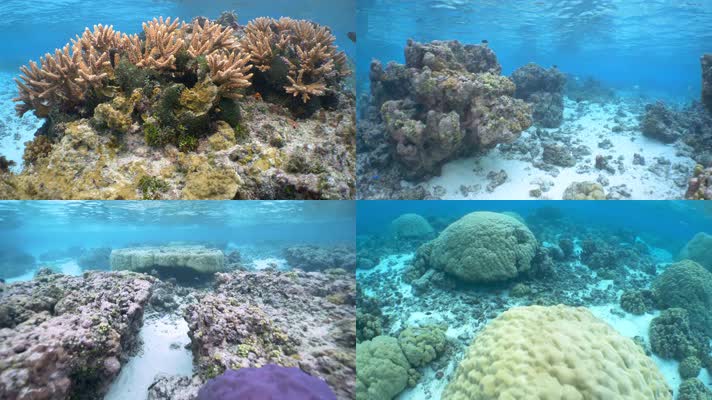 海洋生物鱼群珊瑚合集