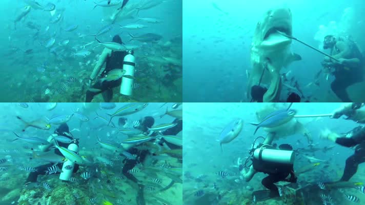 鲨鱼大白鲨袭击攻击潜水员
