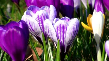 神奇大自然 神奇大自然