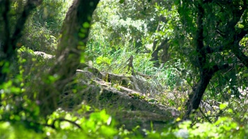 清新大自然森林 清新大自然森林