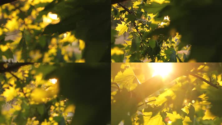阳光透过枫叶