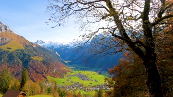 森林大自然 森林大自然