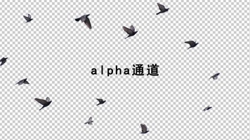 鸟群飞翔剪影带通道