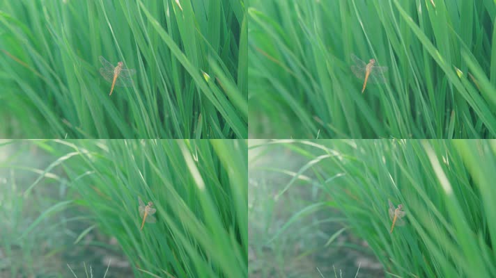 蜻蜓停在水稻苗上