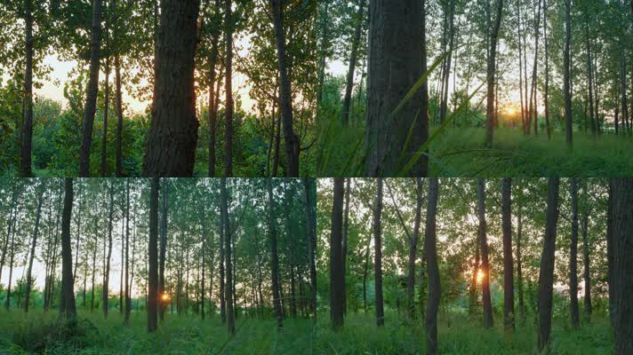 夕阳下逆光的树林