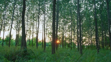 夕阳下逆光的树林