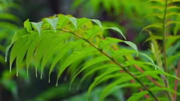 下雨水滴雨滴树叶
