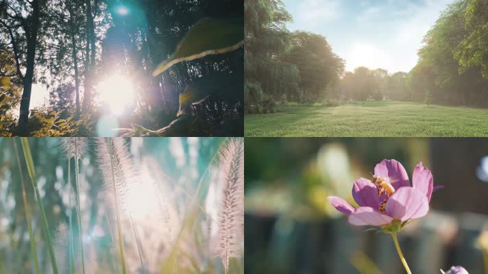 实拍唯美阳光森林绿叶草地野