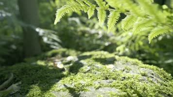 实拍唯美阳光森林绿叶草地野