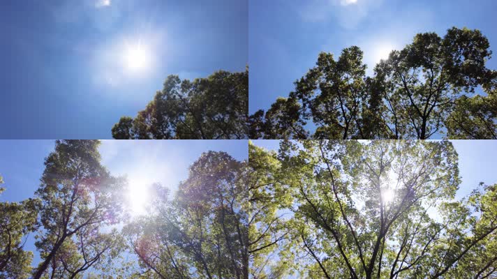 夏天阳光穿过树林树叶子自然风景0