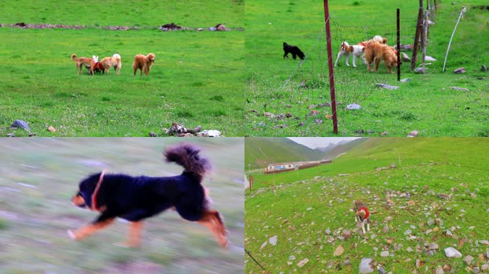 青藏高原藏族青海藏狗藏獒牧羊犬