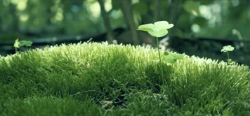 绿叶清新绿色阳光