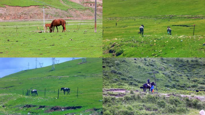 青藏高原青海草原藏族骑马