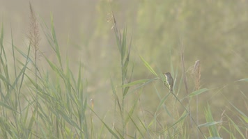 芦苇鸟鸣