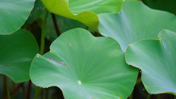 唯美荷花荷叶雨滴