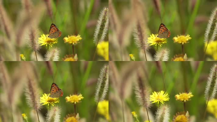 高清4k一只蝴蝶从一朵黄色的花上