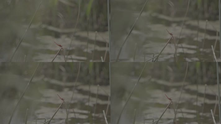 湖面蜻蜓慢镜头