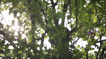 树叶漏光-8组 树叶漏光-8组