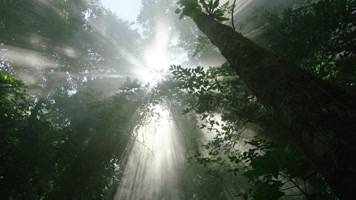 阳光洒进原始森林 