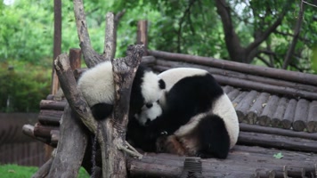 大熊猫-04