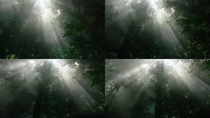 清晨的原始森林