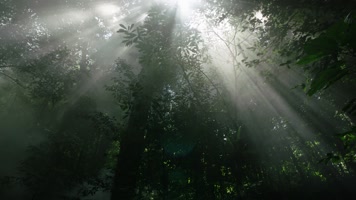 清晨的原始森林