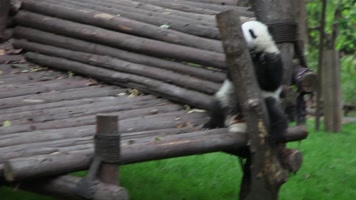 大熊猫(02)