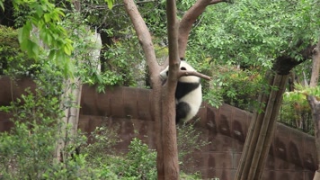 大熊猫(04)