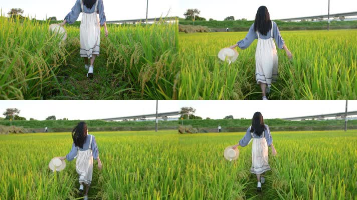 4K稻田里奔跑的少女